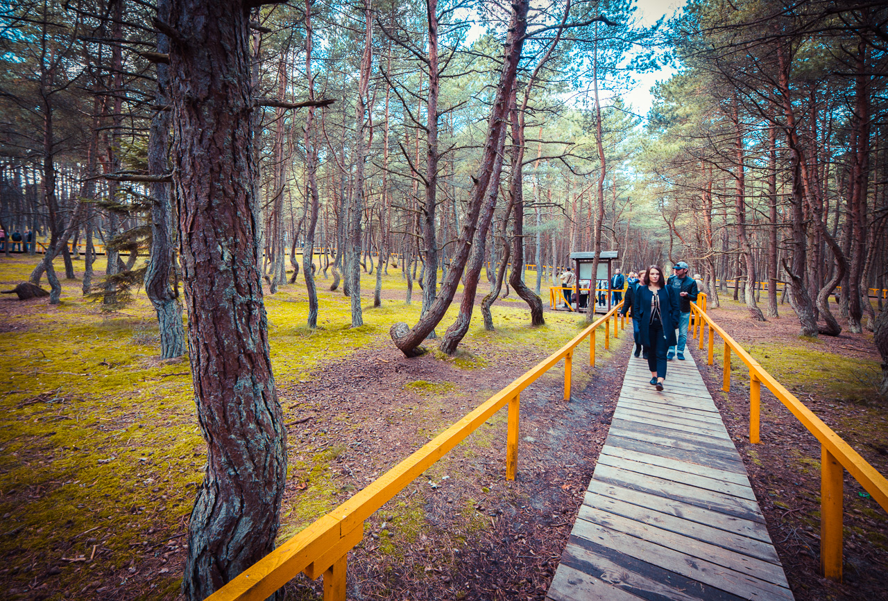 Калининград экскурсии лес фото
